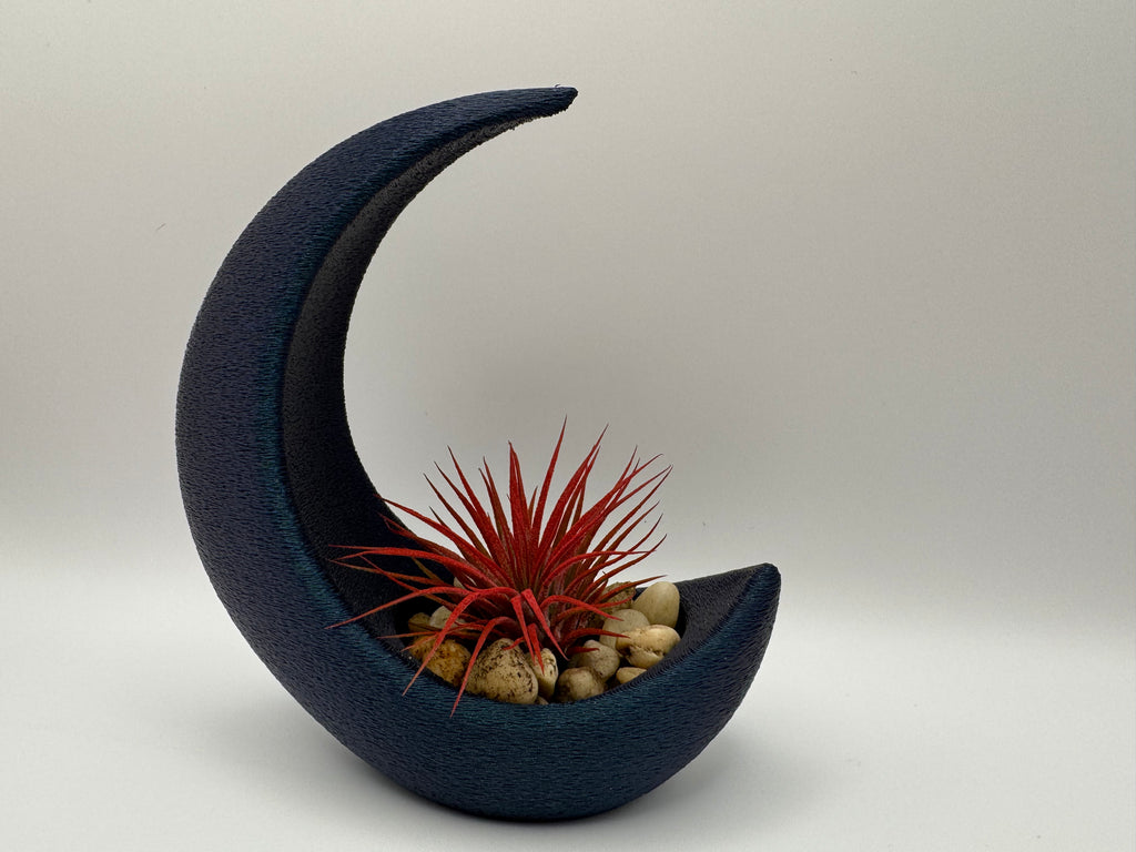 Crescent Moon Air Plant Holder